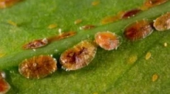 Egy pajzs elleni küzdelem a beltéri növényeken